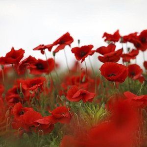 Meet your Posher, Carol